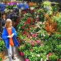 Pot plants at the Marché aux fleurs
